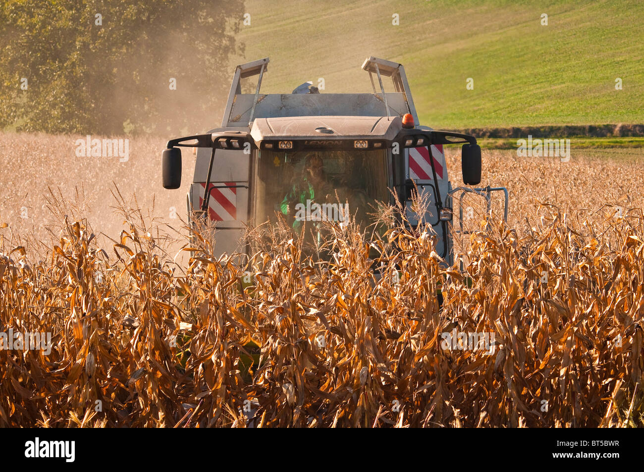 Rendmt Lexion Claas 540 moissonneuse-batteuse, la récolte du maïs / Maïs doux - culture Indre-et-Loire, France. Banque D'Images