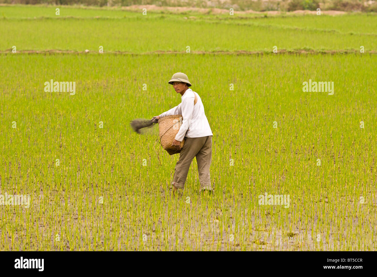 Un homme vietnamien lance engrais sur champ de riz récemment planté Banque D'Images