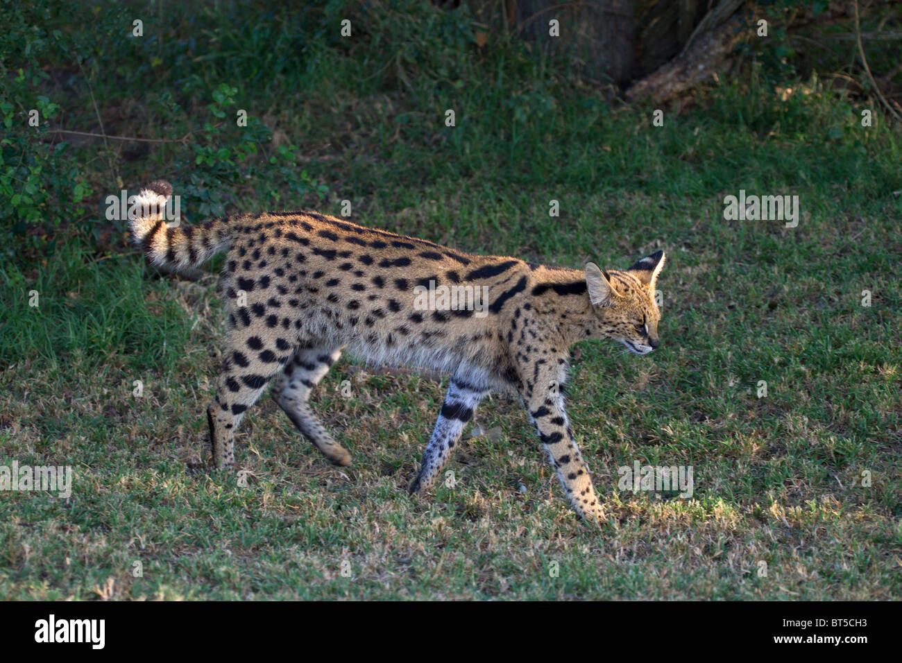 Serval Cat Walking Banque D'Images