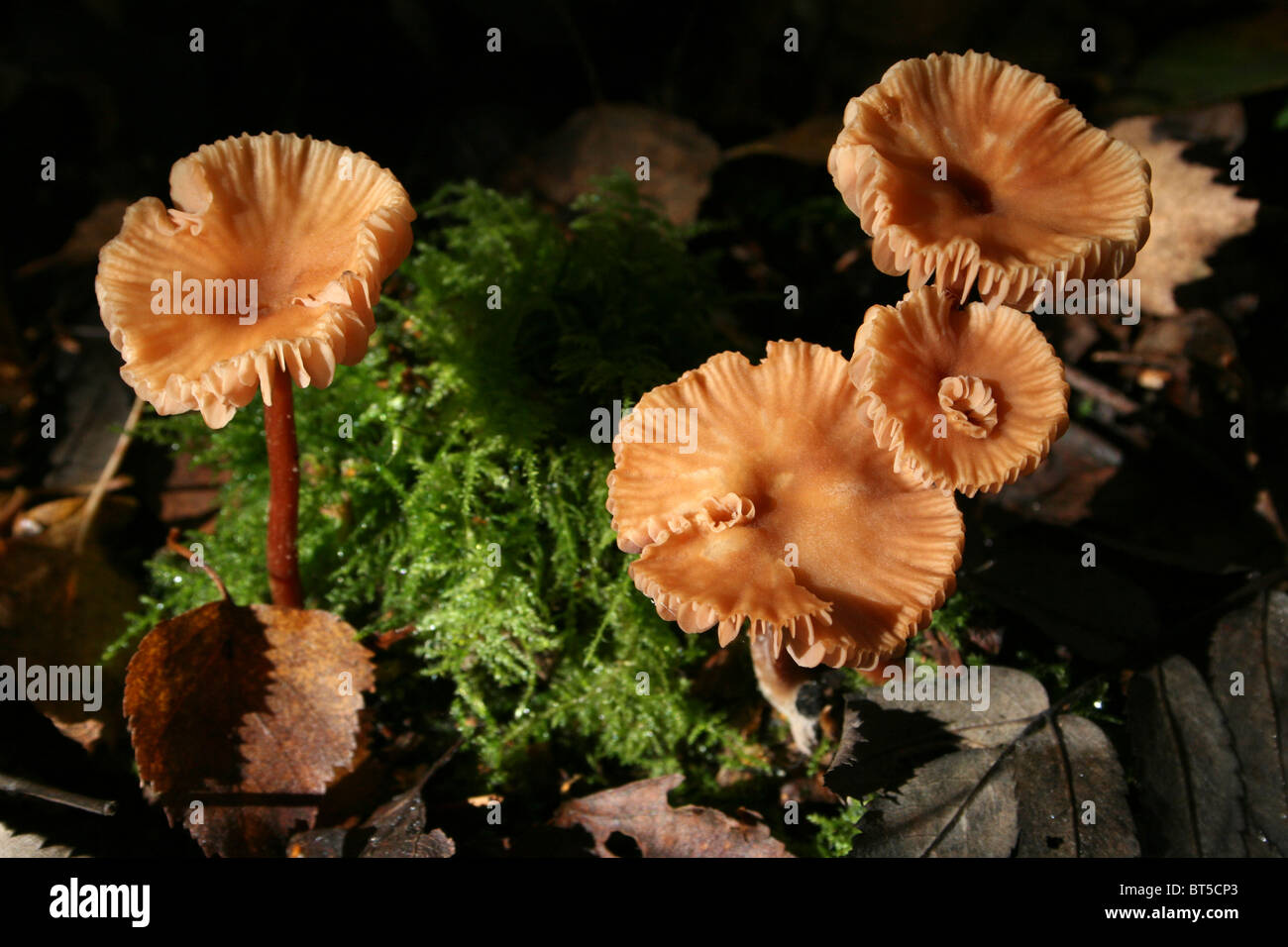 Le séducteur Laccaria laccata prises à Willingham Woods, Lincolnshire, Royaume-Uni Banque D'Images