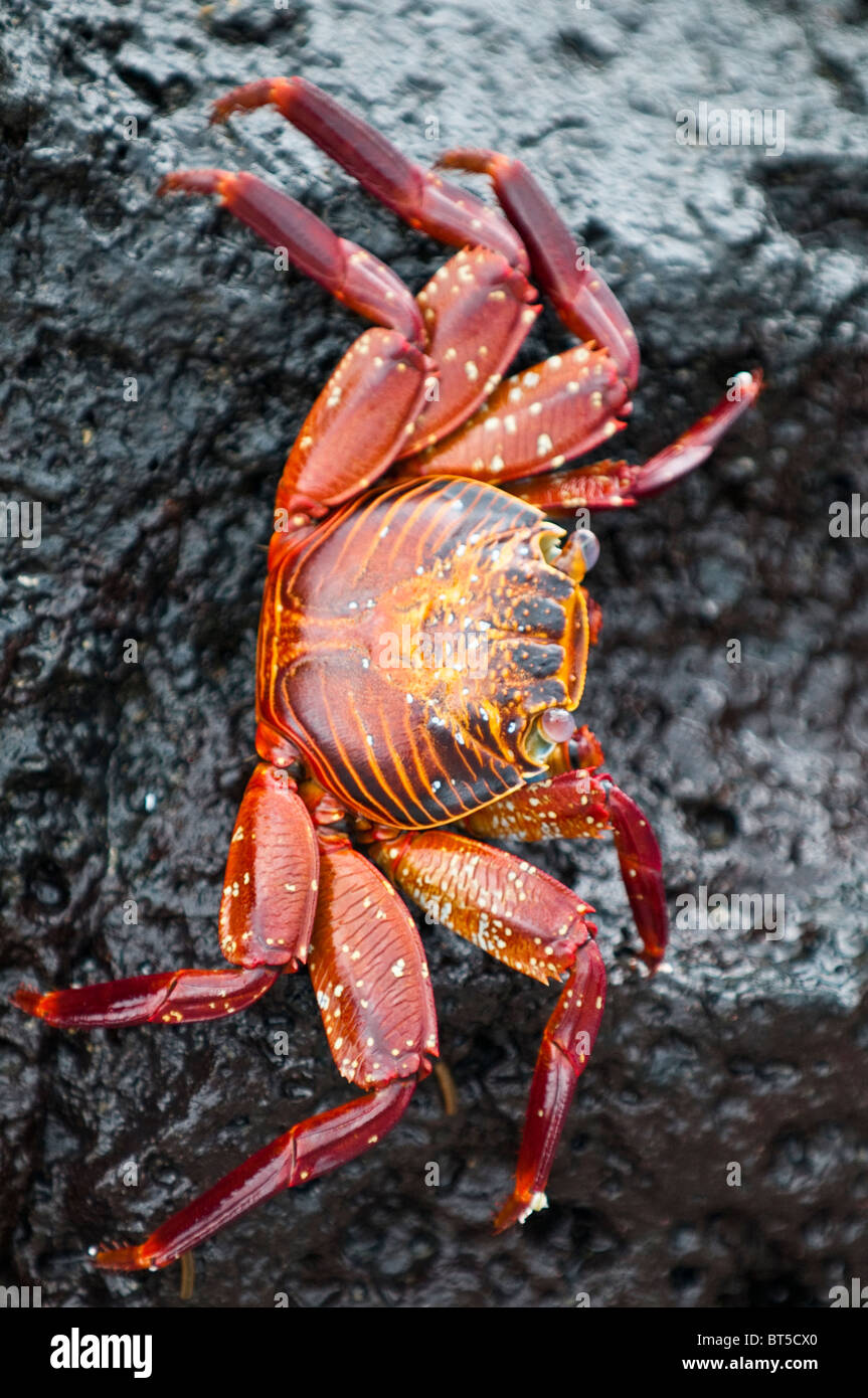 Îles Galapagos, en Équateur. Sally Lightfoot crab (Grapsus grapsus), Espinosa Point, Isla Fernandina (Fernandina Island). Banque D'Images