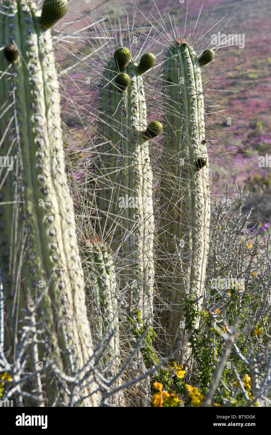 Cactus et plantes en fleurs en jachère mois première pluie en sept ans (III) d'Atacama Chili Amérique du Sud Sept 2010 Banque D'Images