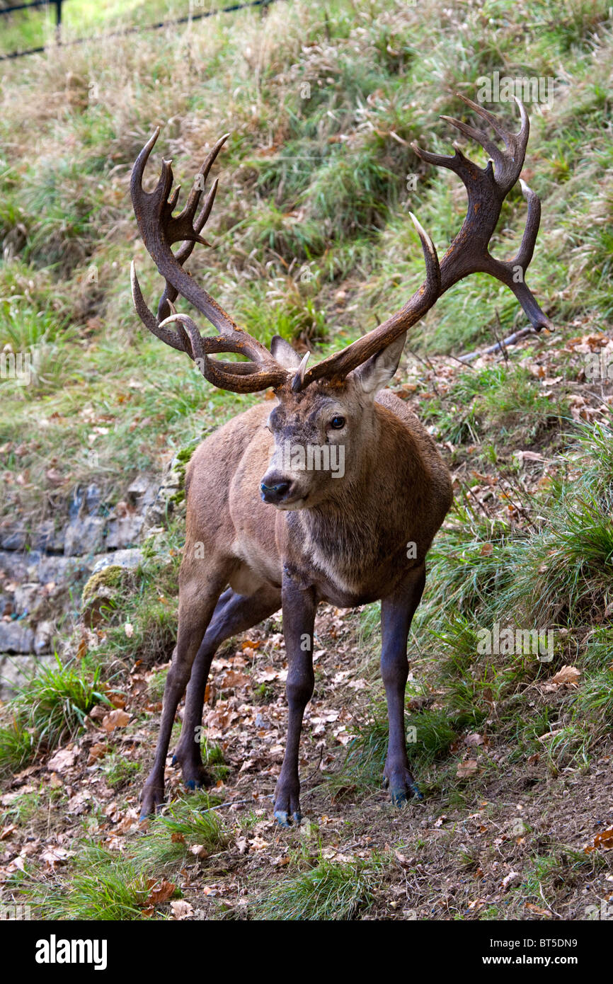 Red Deer Stag, Yorkshire, Angleterre, Royaume-Uni GB Banque D'Images