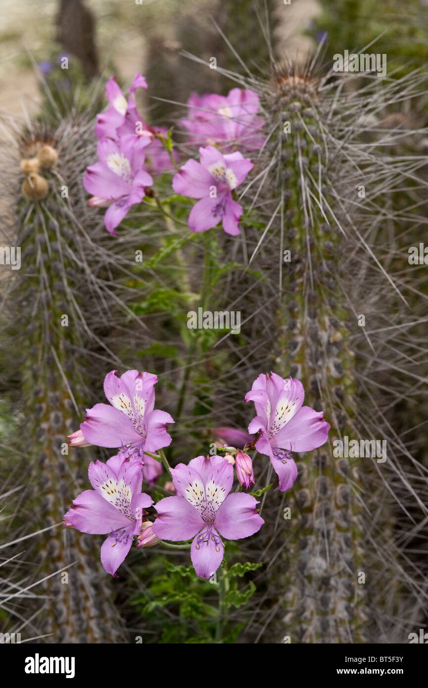 L'Alstroemeria sp. fleurs soutenue par cactus Quebrada el Leon ''desierto florido' El Norte Chico d'Atacama Chili Amérique du Sud Banque D'Images