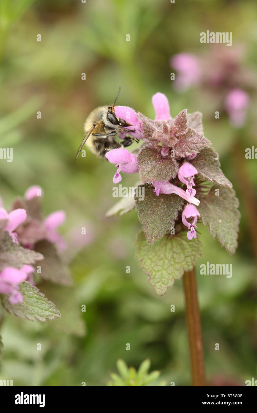 Fleur et l'abeille sur elle. Printemps Banque D'Images