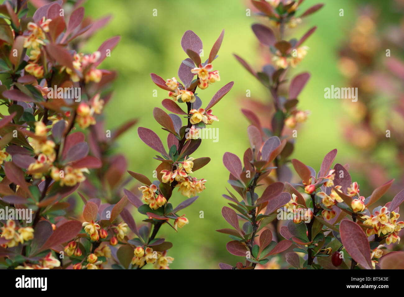 Berberis ottawensis de supera blossoming bush Banque D'Images