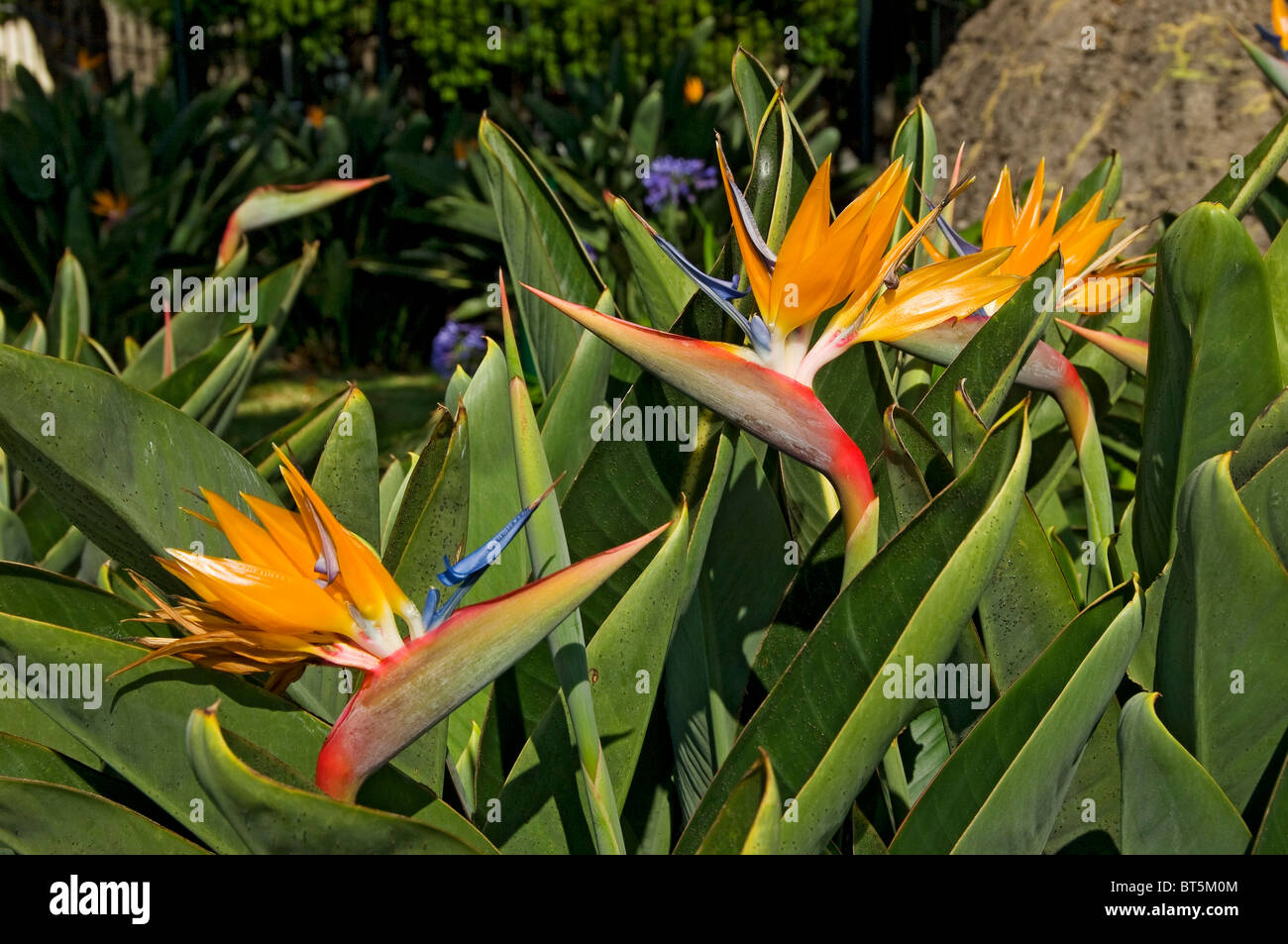 Gros plan de l'oiseau de paradis strelitzia orange fleur fleurs plantes (strelitzia reginae) Madère Portugal UE Europe Banque D'Images