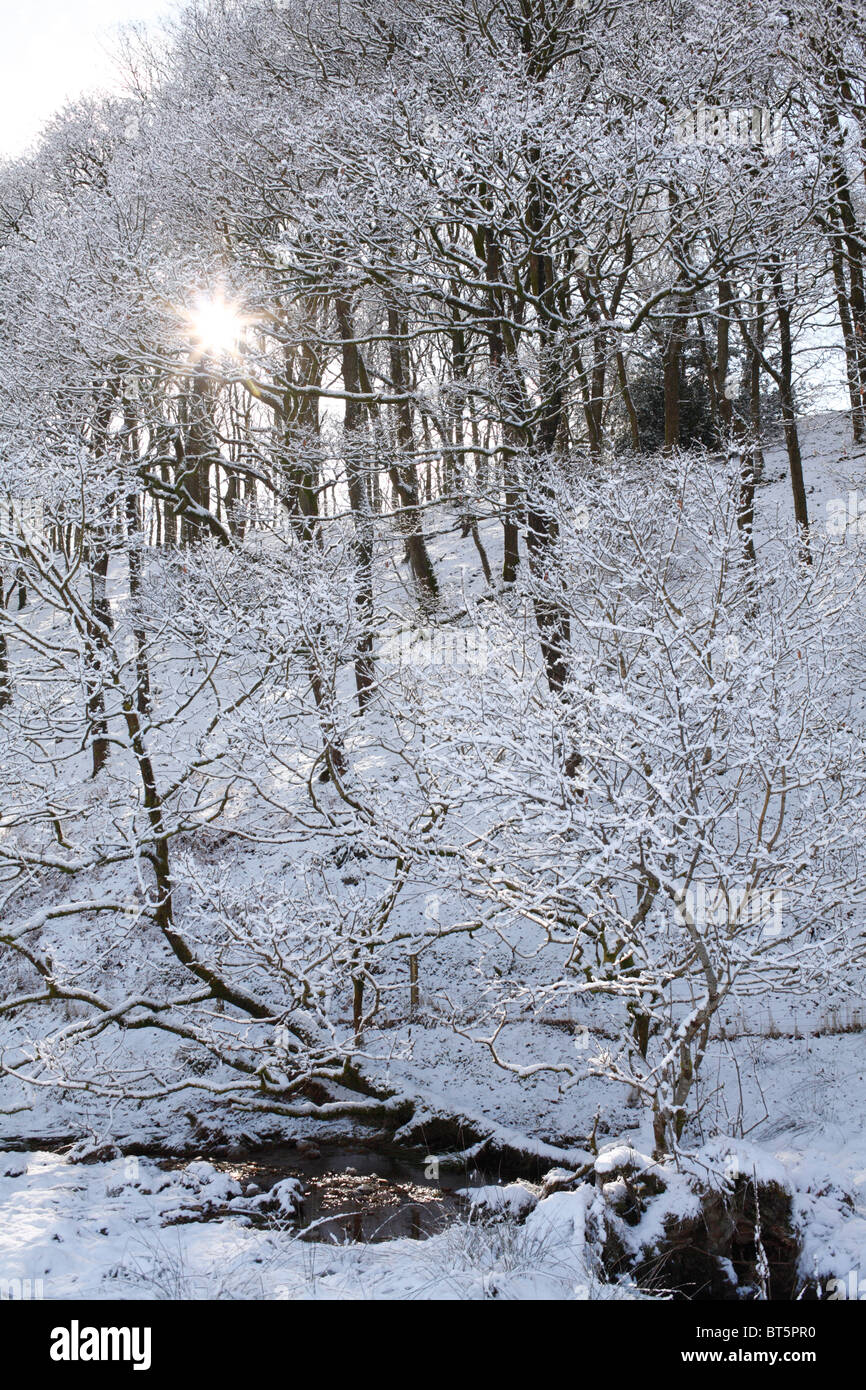 Lumière du soleil à travers forêt de chênes en hiver. Powys, Pays de Galles. Banque D'Images