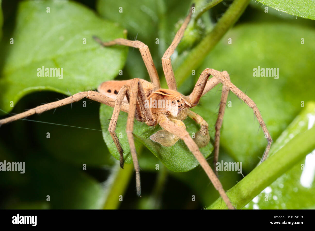 Homme-araignée web pépinière (Pisaura mirabilis). Powys, Pays de Galles, Royaume-Uni. Banque D'Images