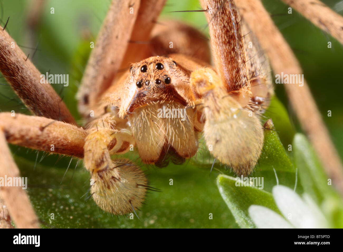 Homme-araignée web pépinière (Pisaura mirabilis) close-up portrait montrant palpes élargie. Powys, Pays de Galles, Royaume-Uni. Banque D'Images