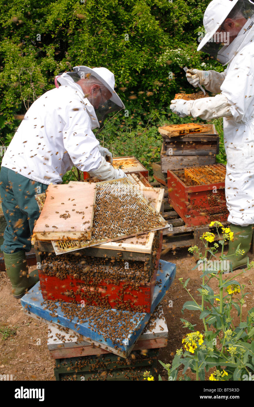 L'apiculture professionnelle. Examinant les apiculteurs ruches d'abeille à miel (Apis mellifera) pour les cellules royales. Banque D'Images