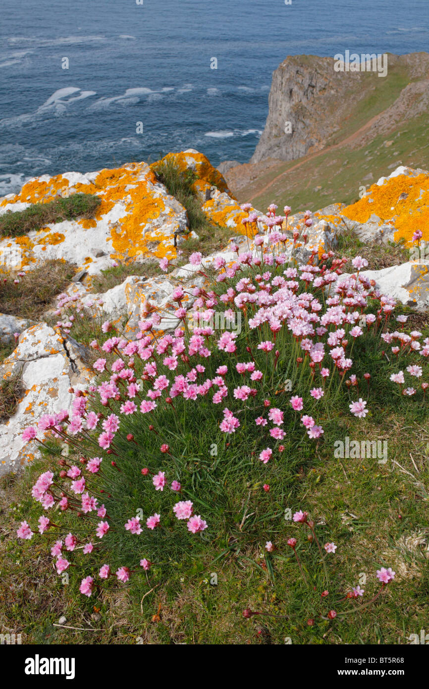 (Thrift Armeria maritima) floraison sur la falaise, près de la tête des vers. Le Gower, le Pays de Galles. Banque D'Images