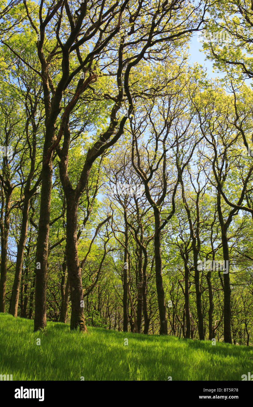 Les arbres de chêne sessile (Quercus petraea) dans les forêts, au début du printemps. Powys, Pays de Galles. Banque D'Images