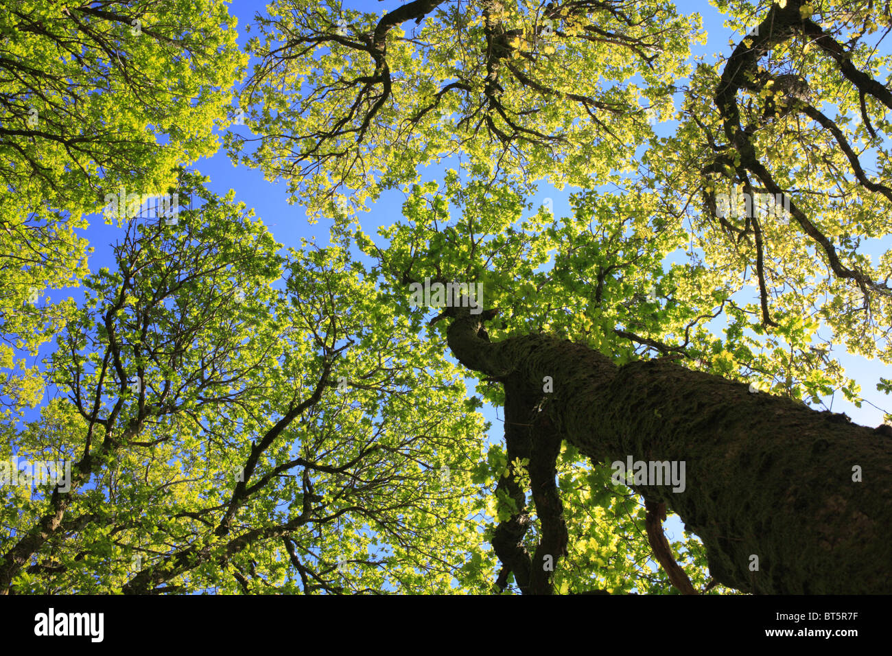 À la recherche dans la verrière de chênes sessiles (Quercus petraea) dans les forêts, au début du printemps. Powys, Pays de Galles. Banque D'Images