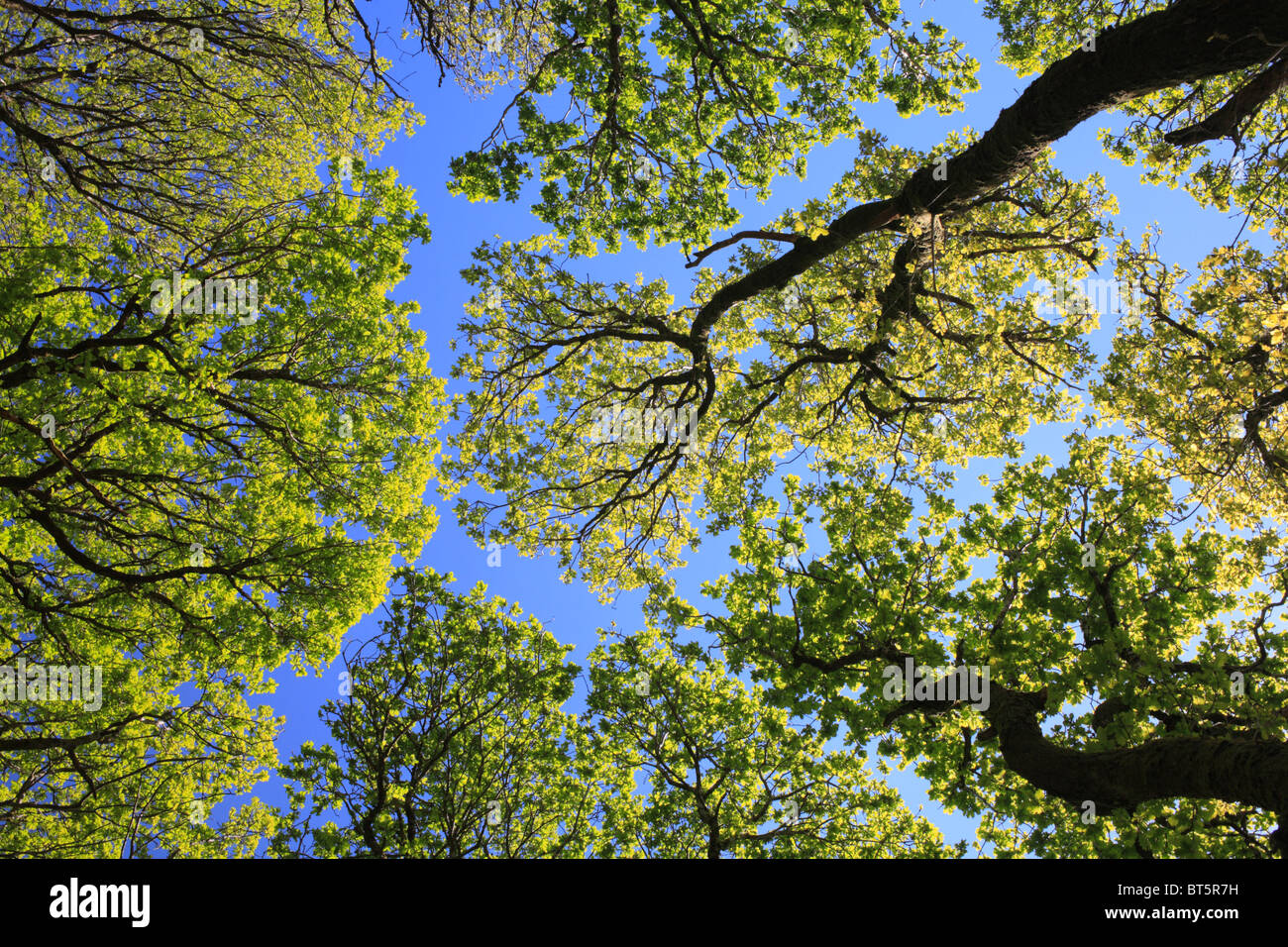À la recherche dans la verrière de chênes sessiles (Quercus petraea) dans les forêts, au début du printemps. Powys, Pays de Galles. Banque D'Images