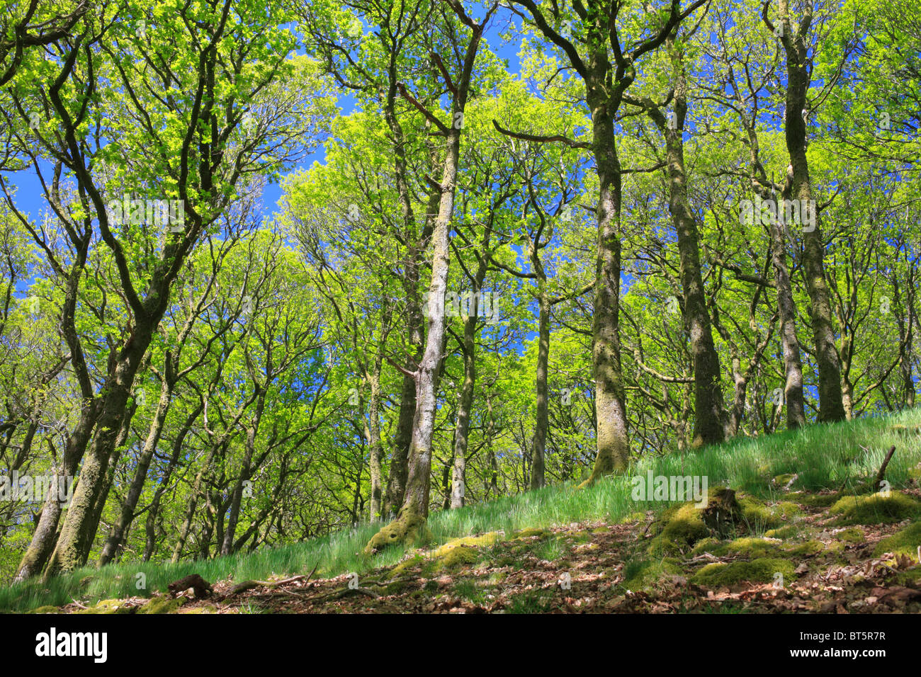 Les arbres de chêne sessile (Quercus petraea) dans les forêts, au début du printemps. Powys, Pays de Galles. Banque D'Images