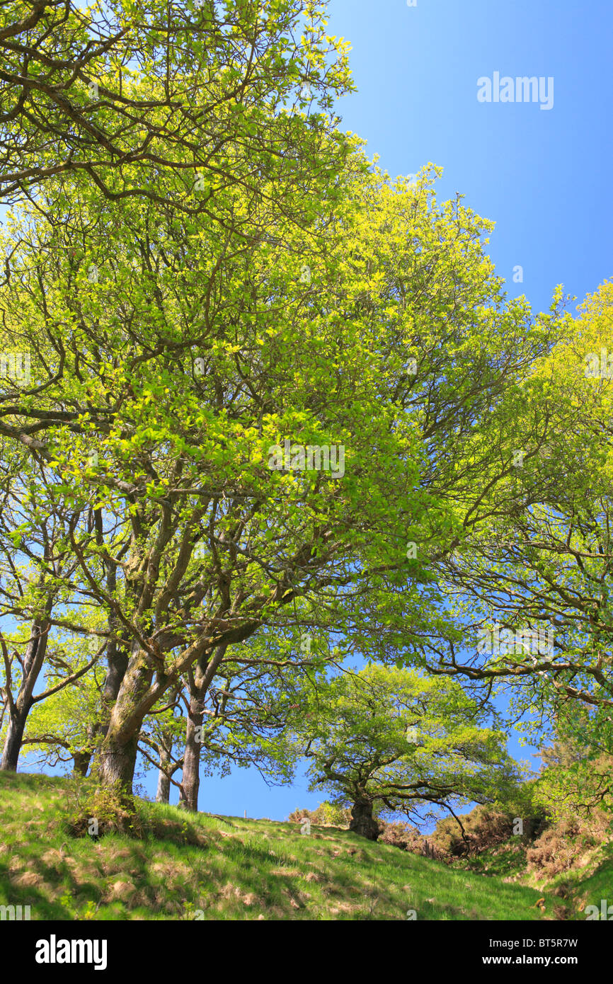 Les arbres de chêne sessile (Quercus petraea) dans les forêts, au début du printemps. Powys, Pays de Galles. Banque D'Images