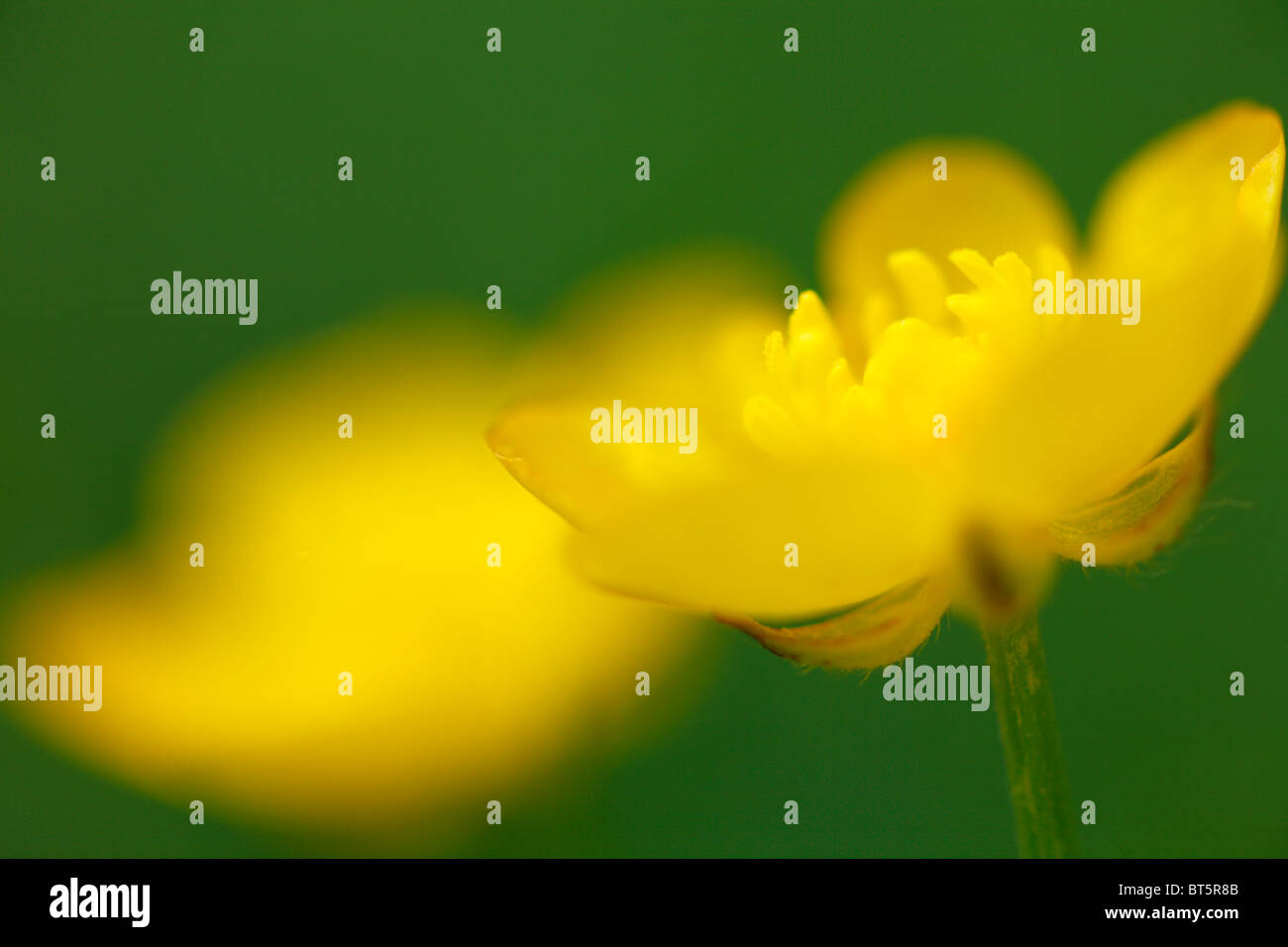 Fleurs de la renoncule rampante (Ranunculus repens). Powys, Pays de Galles. Banque D'Images