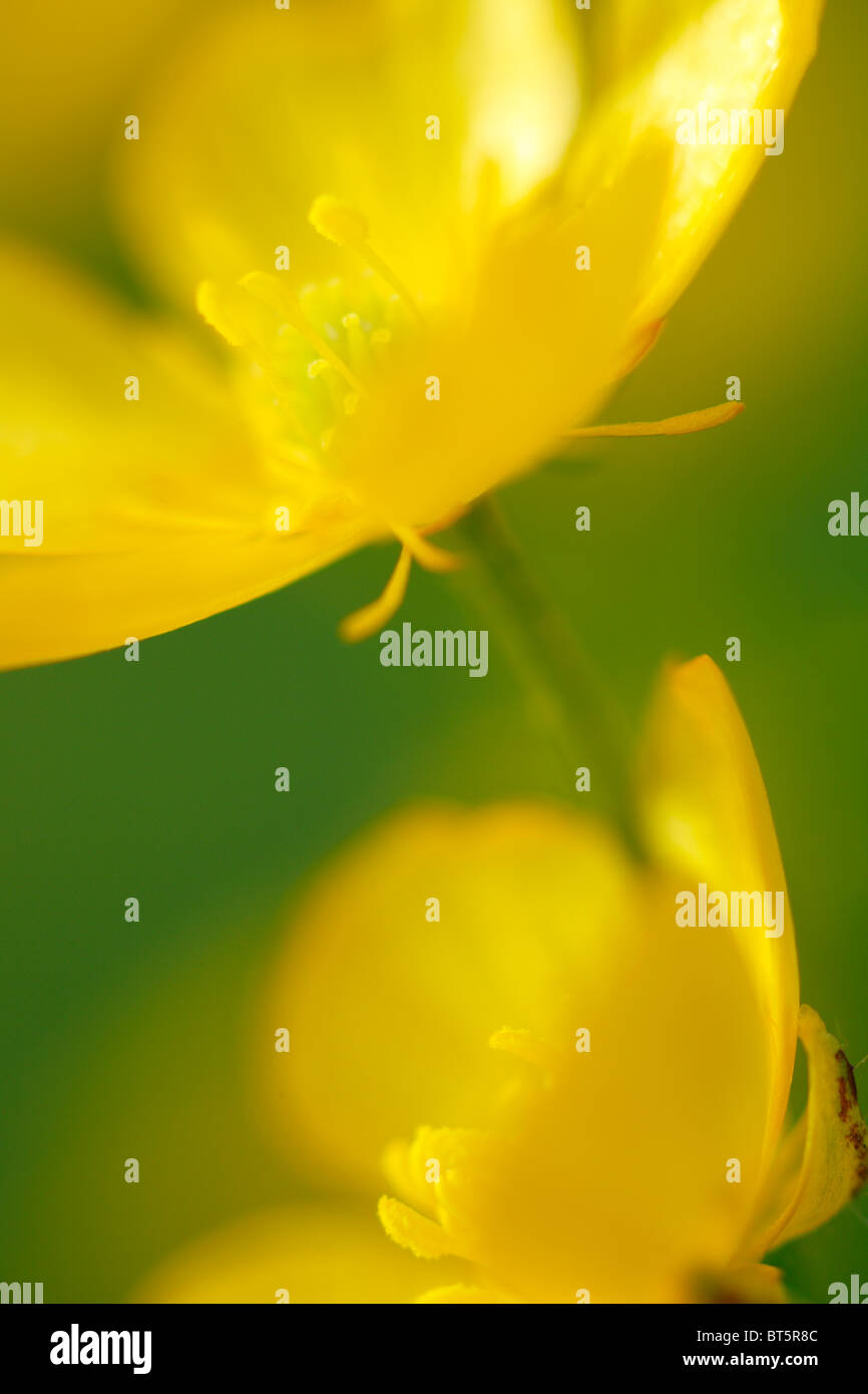 Fleurs de la renoncule rampante (Ranunculus repens). Powys, Pays de Galles. Banque D'Images
