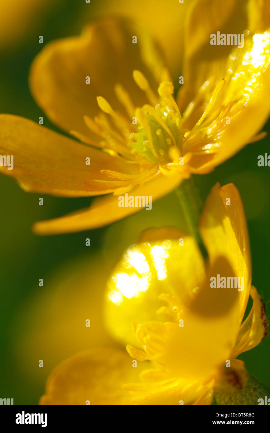 Fleurs de la renoncule rampante (Ranunculus repens). Powys, Pays de Galles. Banque D'Images
