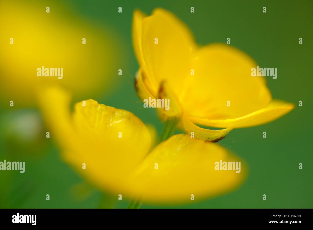 Fleurs de la renoncule rampante (Ranunculus repens). Powys, Pays de Galles. Banque D'Images