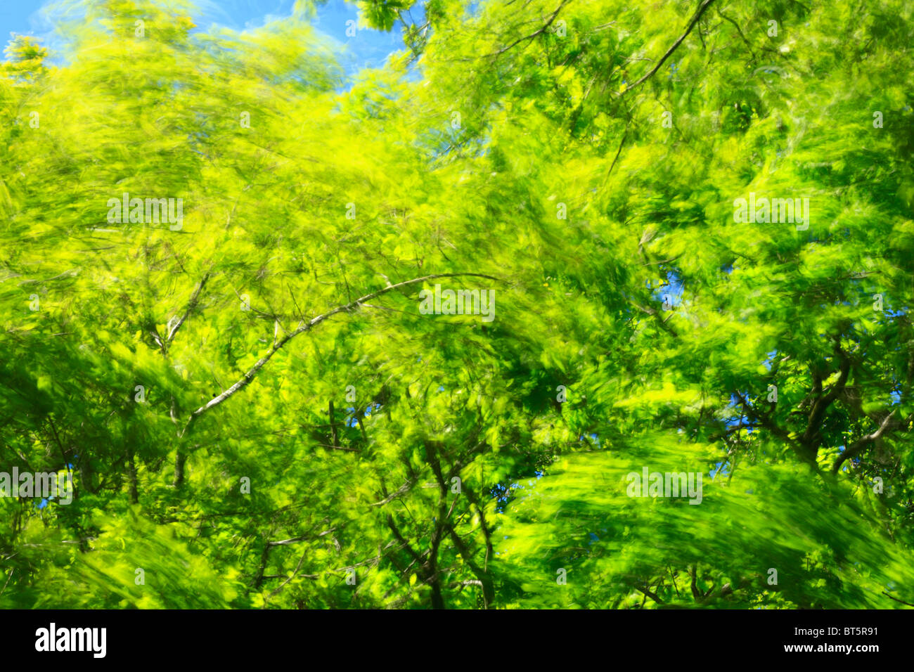 Les arbres de chêne sessile (Quercus petraea) au début du printemps, avec l'envol de feuilles par un jour de vent. Powys, Pays de Galles. Banque D'Images