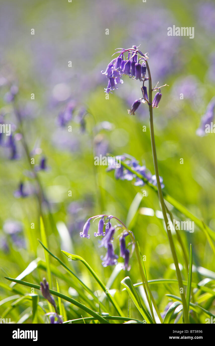 Bluebells (Endymion non-scriptus) floraison dans sunshine. Powys, Pays de Galles, Royaume-Uni. Banque D'Images
