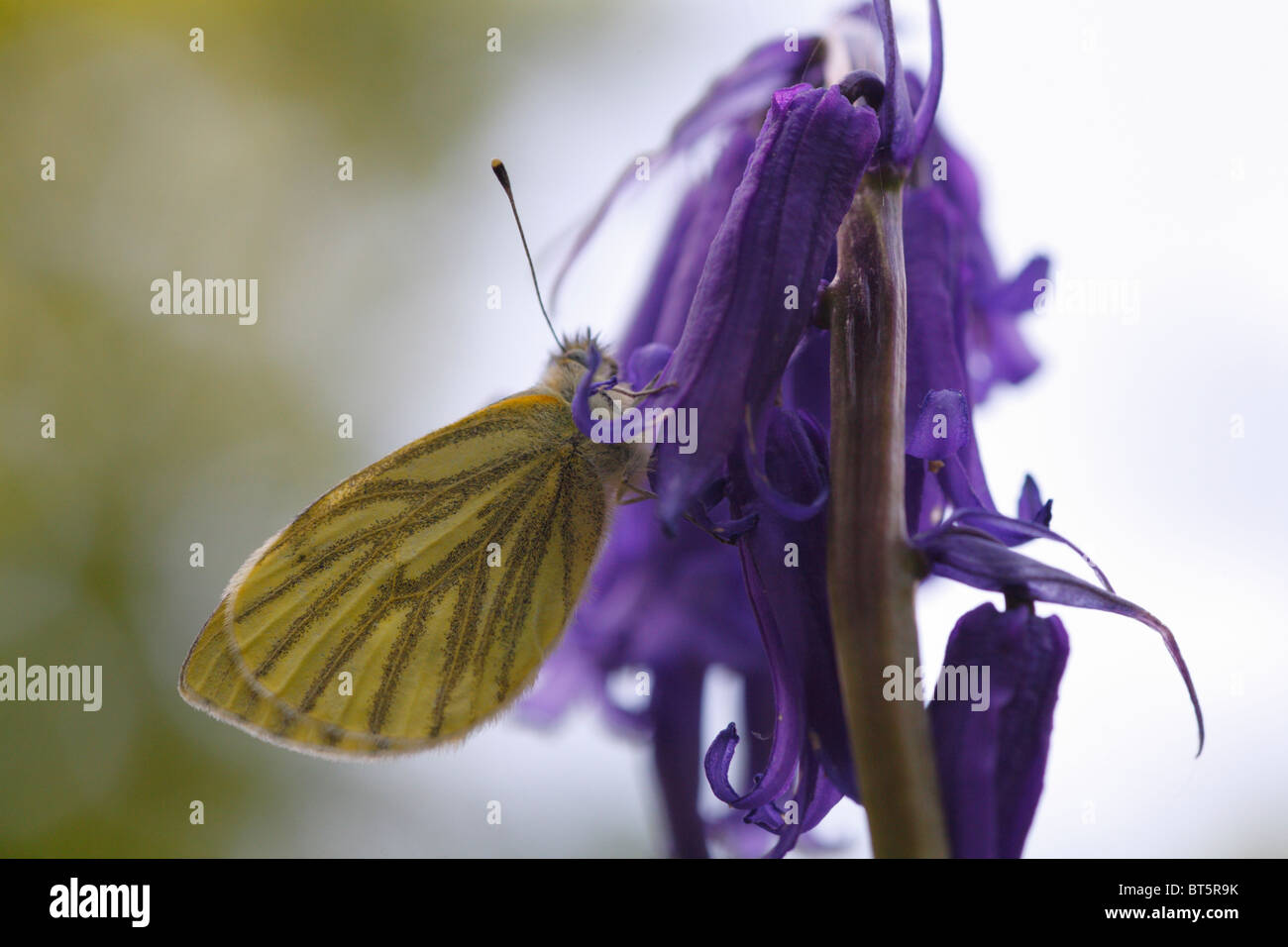 Papillon blanc veiné de vert (Pieris napi) sur une fleur de Bluebell. Powys, Pays de Galles, Royaume-Uni. Banque D'Images