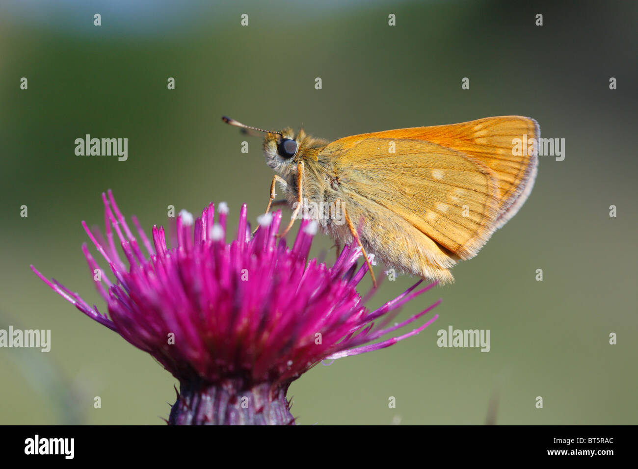 Grand Patron (Ochlodes venatus papillon) sur une fleur de chardon Mrsh. Powys, Pays de Galles. Banque D'Images