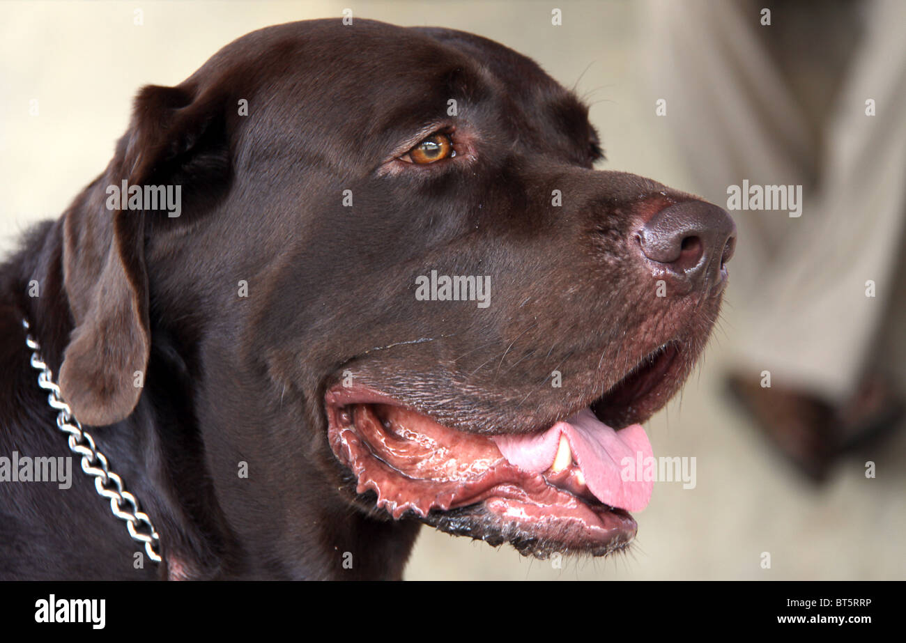 Labrador brun foncé au dog show Banque D'Images