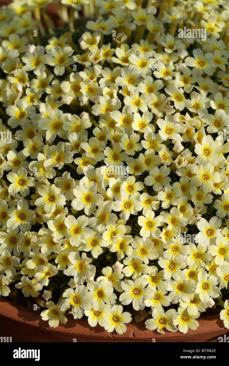 Dionysia curviflora x tapetodes primulaceae Banque D'Images