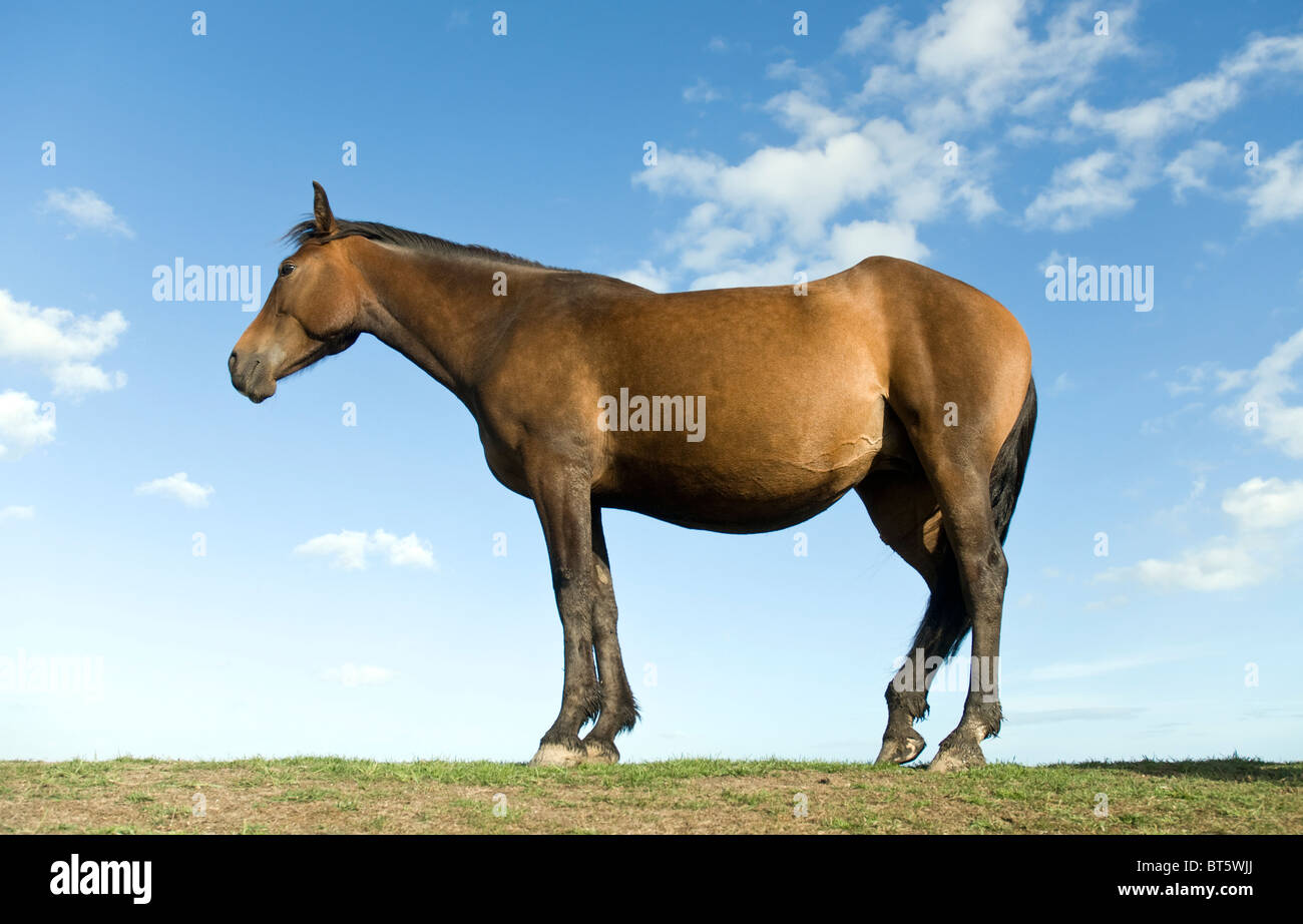 Un beau cheval brun debout de profil contre un ciel bleu. Banque D'Images