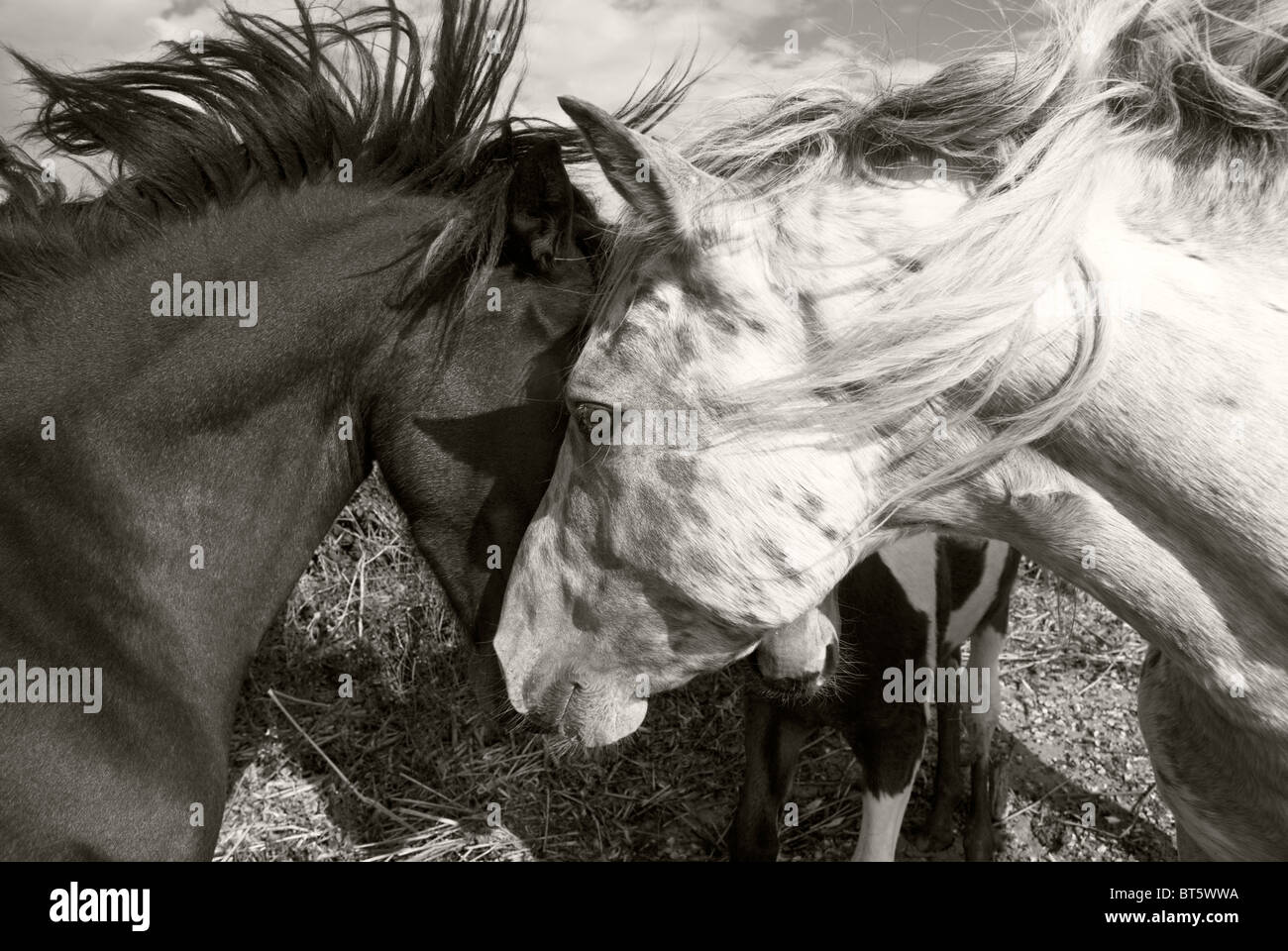 Deux chevaux chaque message d'autres avec leur crinière au vent. Banque D'Images