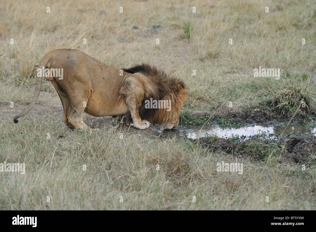 East African Lion - Massai lion (Panthera leo) nubica potable mâle - Maasai Mara - Kenya - Afrique de l'Est Banque D'Images