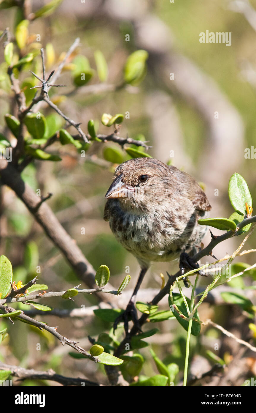 Îles Galapagos, en Équateur. Darwin Finch, Port Egas (Baie James) Isla Santiago (île de Santiago). Banque D'Images