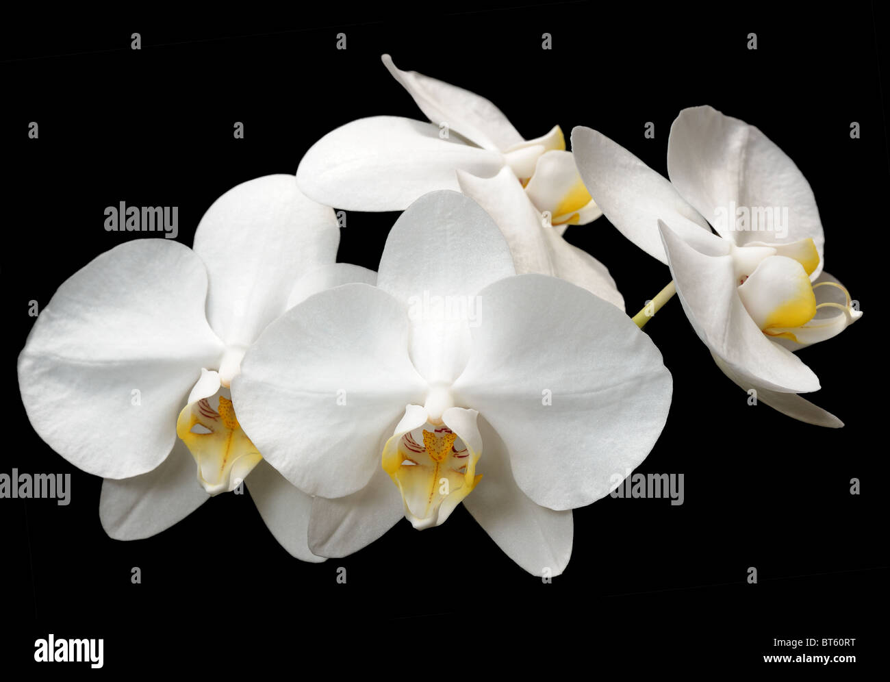 Orchidées Banque D'Images