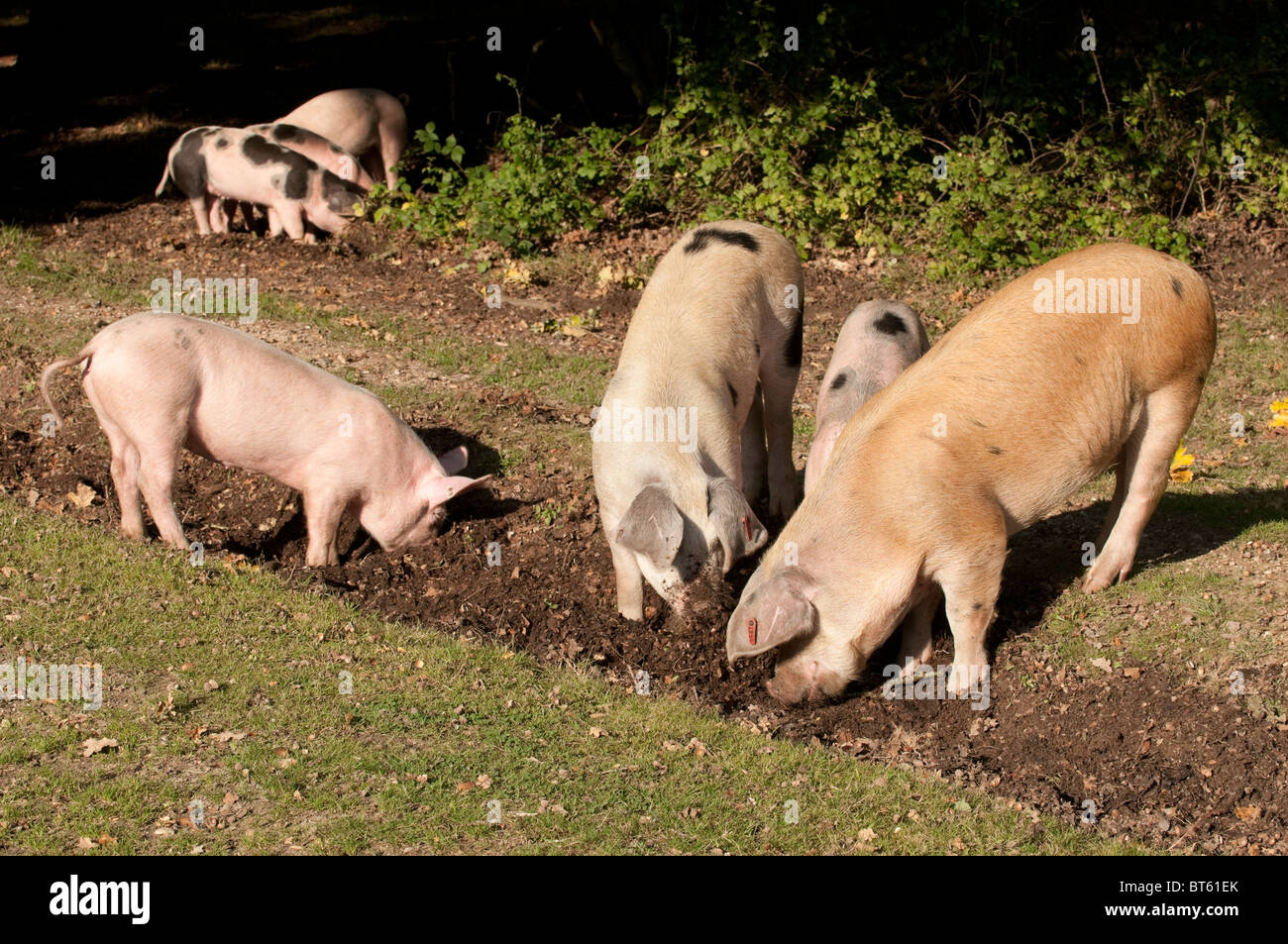 Les porcs en quête de glands sous l'ancien droit d pannage ou mât dans le parc national New Forest Banque D'Images