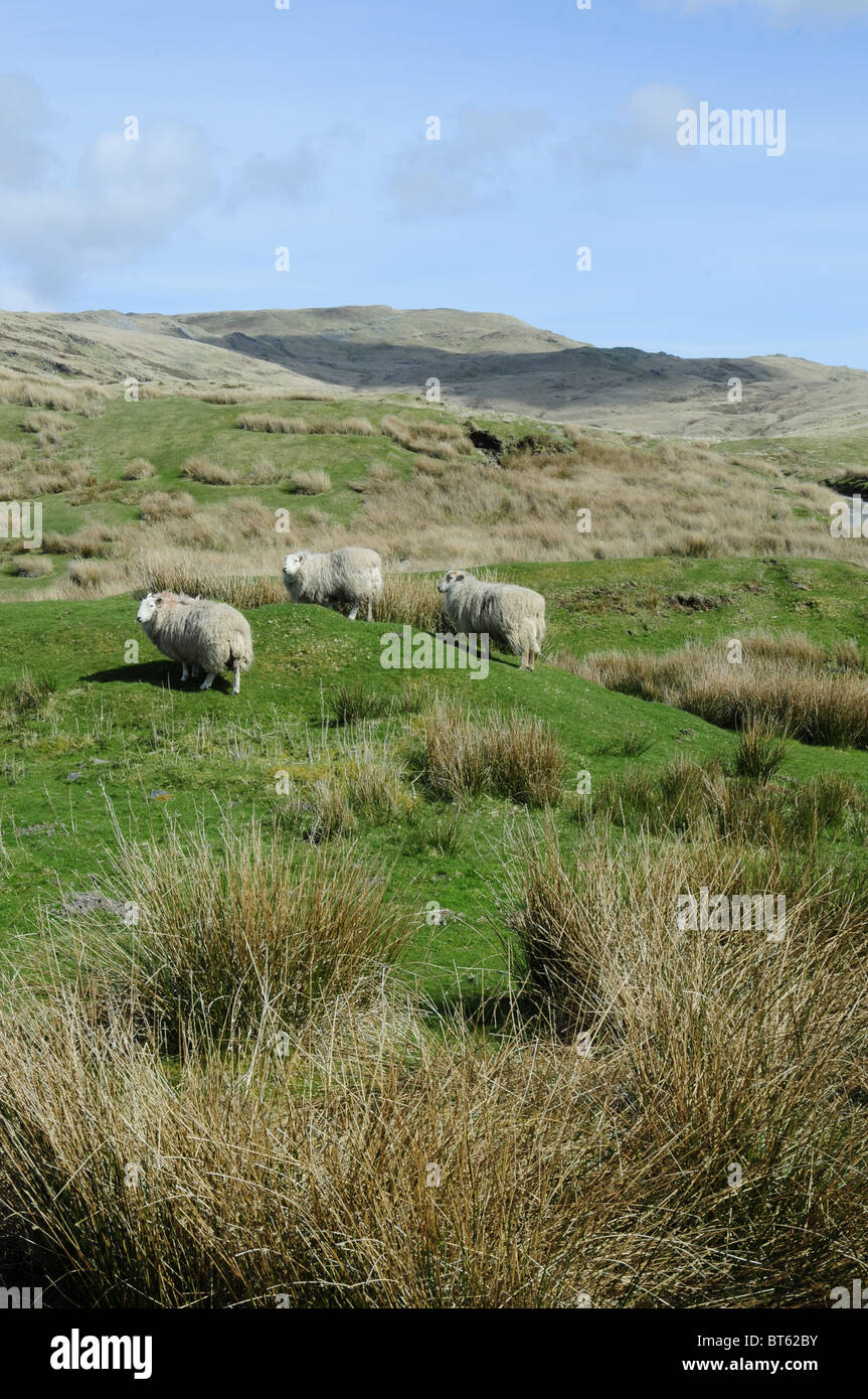 Pays de Galles sheep farm Agri, Agro-industrie, l'agriculture, de l'animal, bébé, arrière-plan, beau, beauté, entreprise, pays, campagne, d Banque D'Images