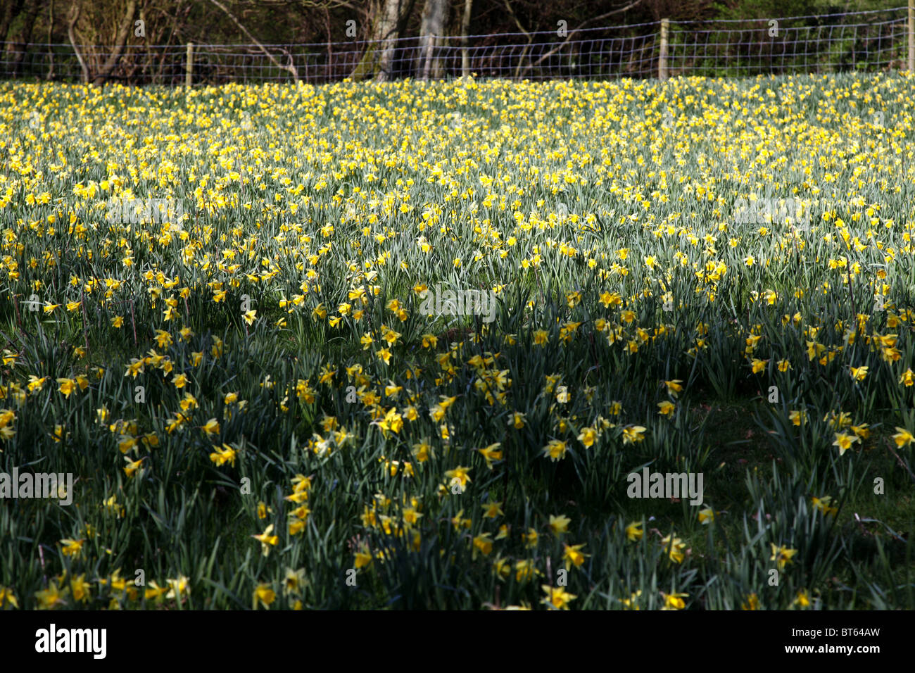 Les jonquilles dans domaine FARNDALE NORTH YORKSHIRE NORTH YORKSHIRE ANGLETERRE NORD YORKSHIRE FARNDALE 21 Avril 2010 Banque D'Images