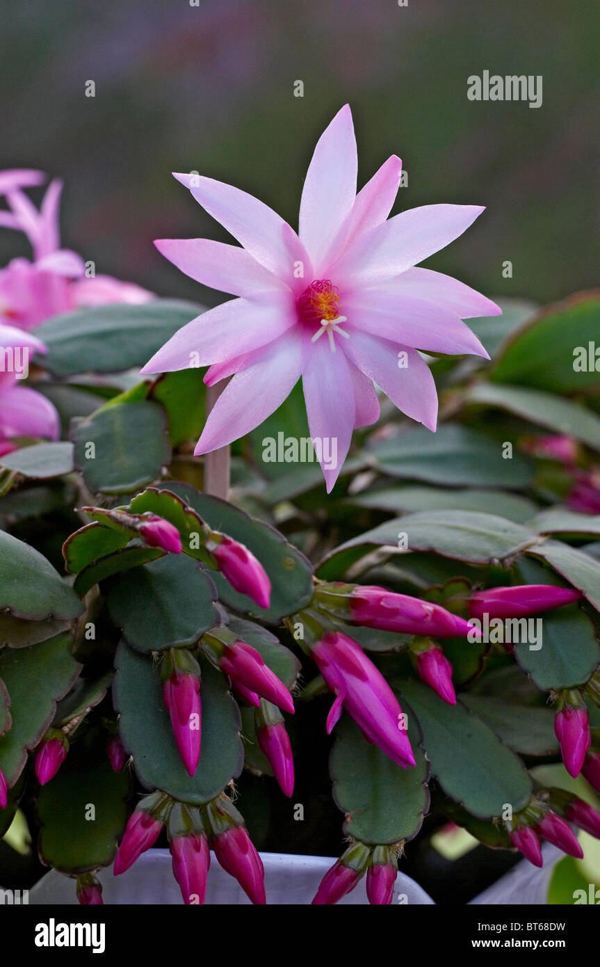 La floraison succulentes Echeveria dans une véranda Banque D'Images