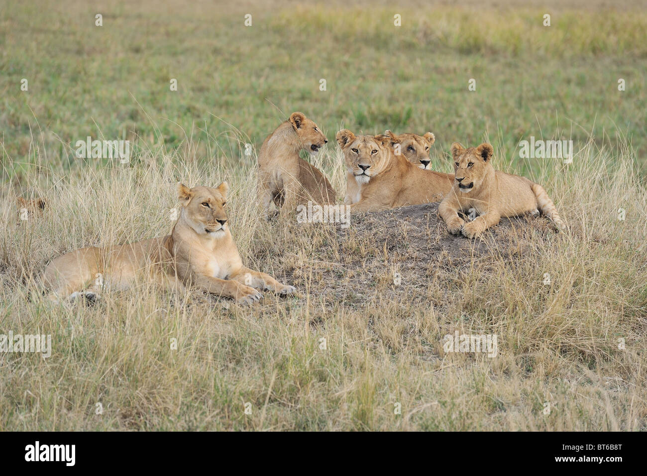 East African Lion - Massai lion (Panthera leo nubica) groupe de femelles et leurs petits reposant sur le sol Banque D'Images