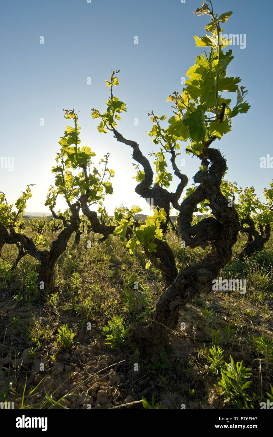 Cep fermentating et croissante Banque D'Images