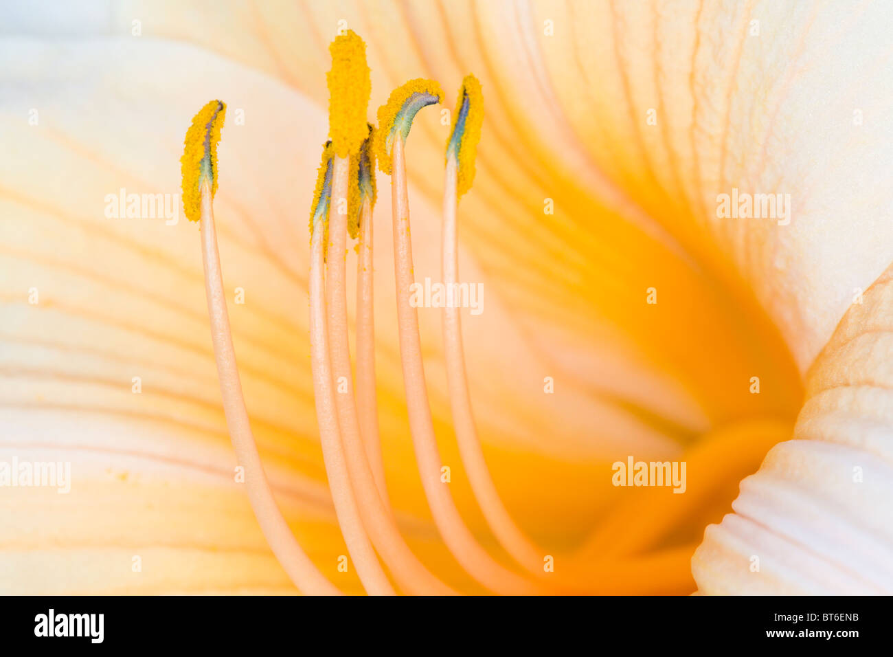 Fleur de Lilly Banque D'Images