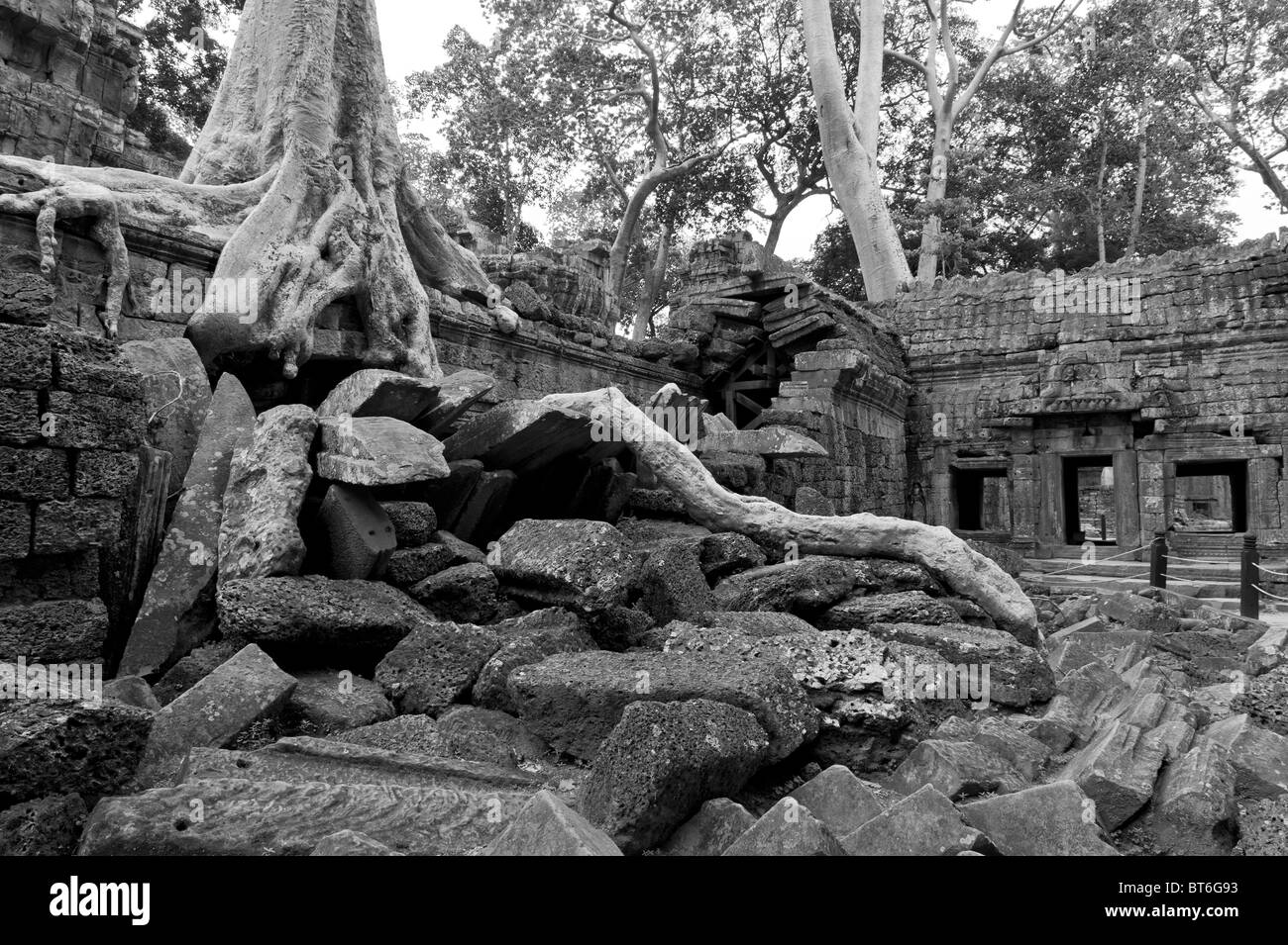 Les arbres qui poussent sur les ruines de Ta Prohm Temple, Angkor Wat au Cambodge Banque D'Images