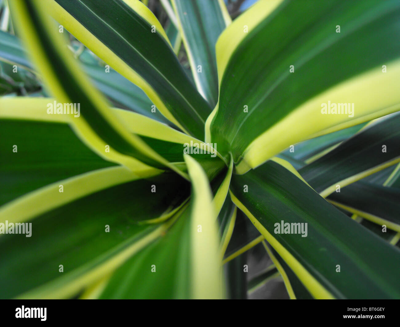 Photos par les enfants, de l'Equateur à travers au-delà PhotoVoice projet Vision. John Kobal New Work Award 2008-9 pris en charge Banque D'Images