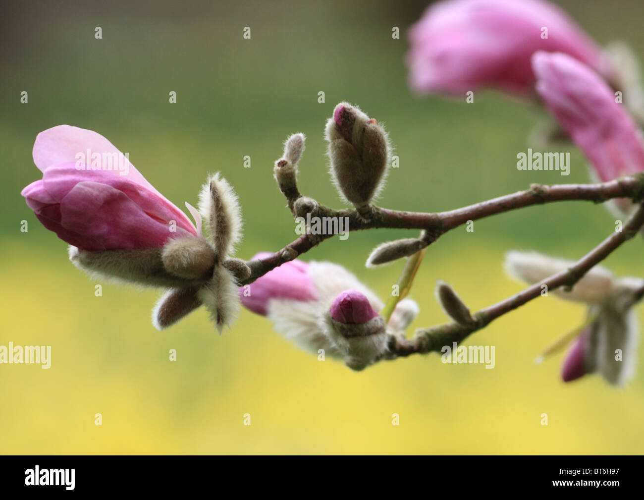 Magnolia en bouton au printemps. Banque D'Images