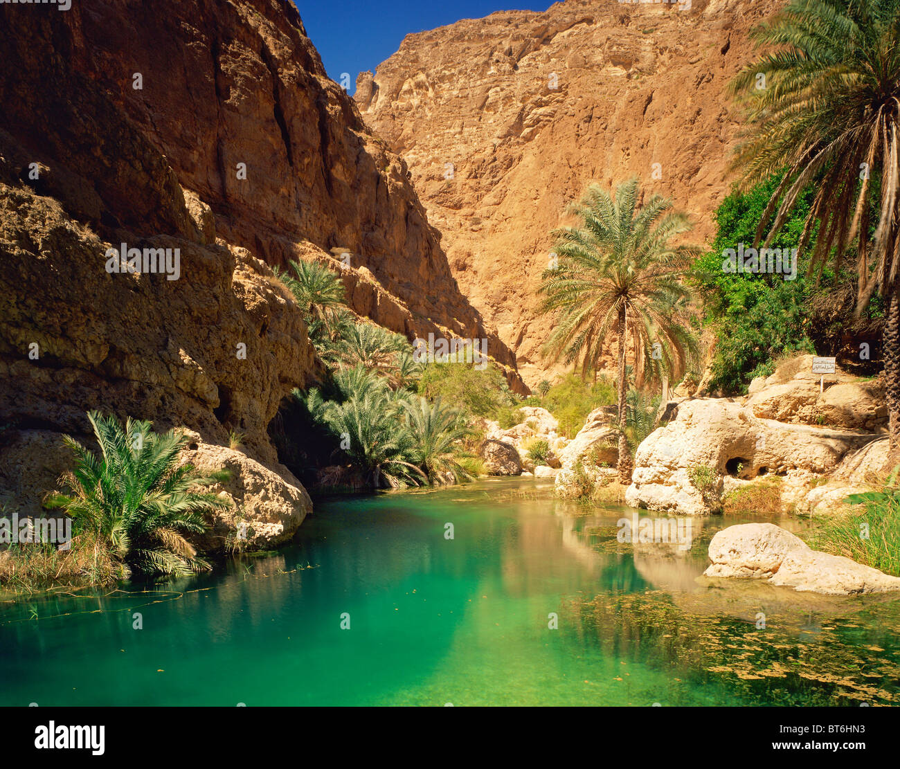 Piscine verte dans la région de Wadi Shab, Sultanat d'Oman, les canyons du désert Oman dans les montagnes, l'eau colorée par des ressorts de calcaire, dattiers Banque D'Images