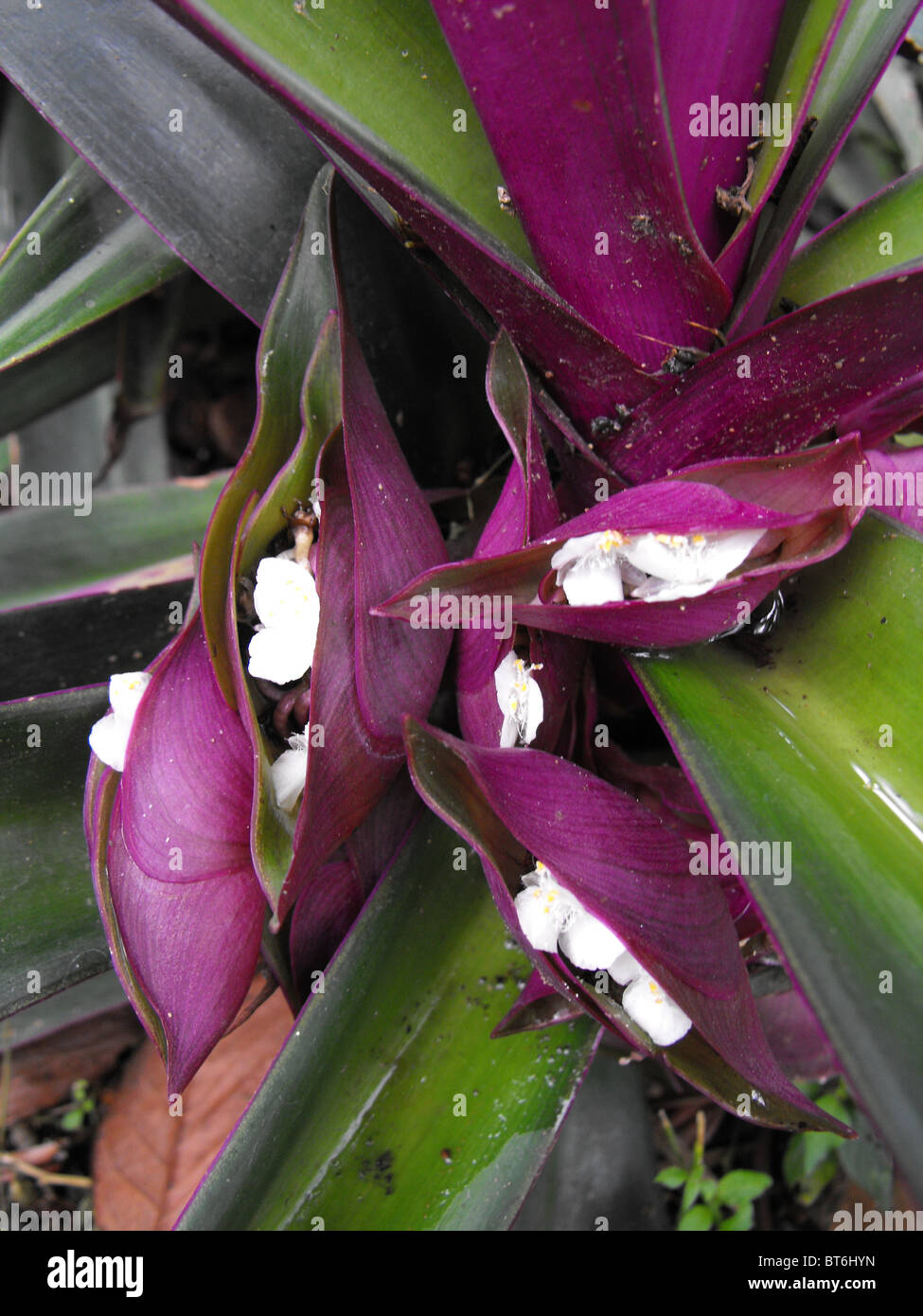 Photos par les enfants, de l'Equateur à travers au-delà PhotoVoice projet Vision. John Kobal New Work Award 2008-9 pris en charge Banque D'Images