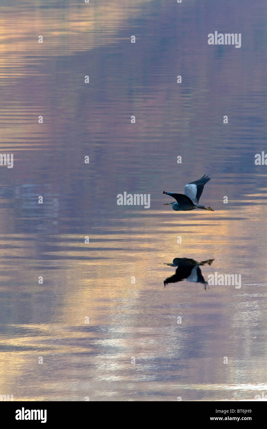 Heron survolant le Loch Leven Banque D'Images