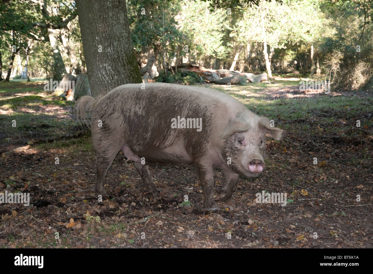 Les porcs en quête de glands dans la nouvelle forêt sous l'ancienne loi du pannage ou mât Banque D'Images